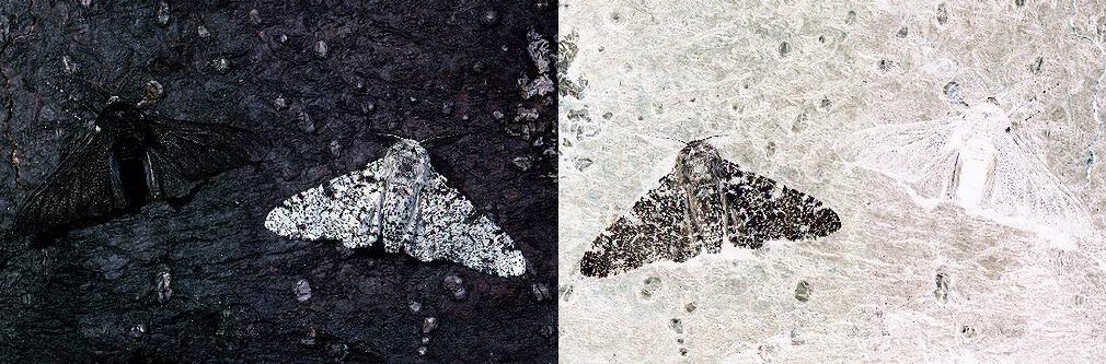 Moths Eating Clothes. moths