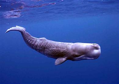 sperm Moby whale dick